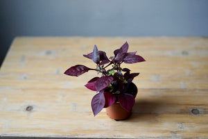 Alternanthera Brasiliana 'Purple Prince' - Greenly Plant Co