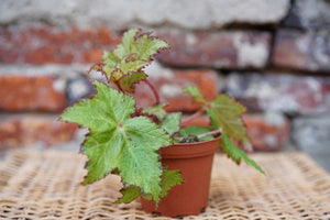 Begonia Little Beaver - Greenly Plant Co