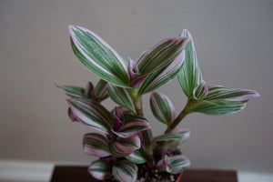 Open image in slideshow, Tradescantia &#39;Nanouk&#39; Pink - Greenly Plant Co
