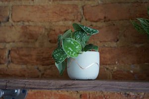 Open image in slideshow, Copper Squiggle Planter by The Concrete Letter - Greenly Plant Co
