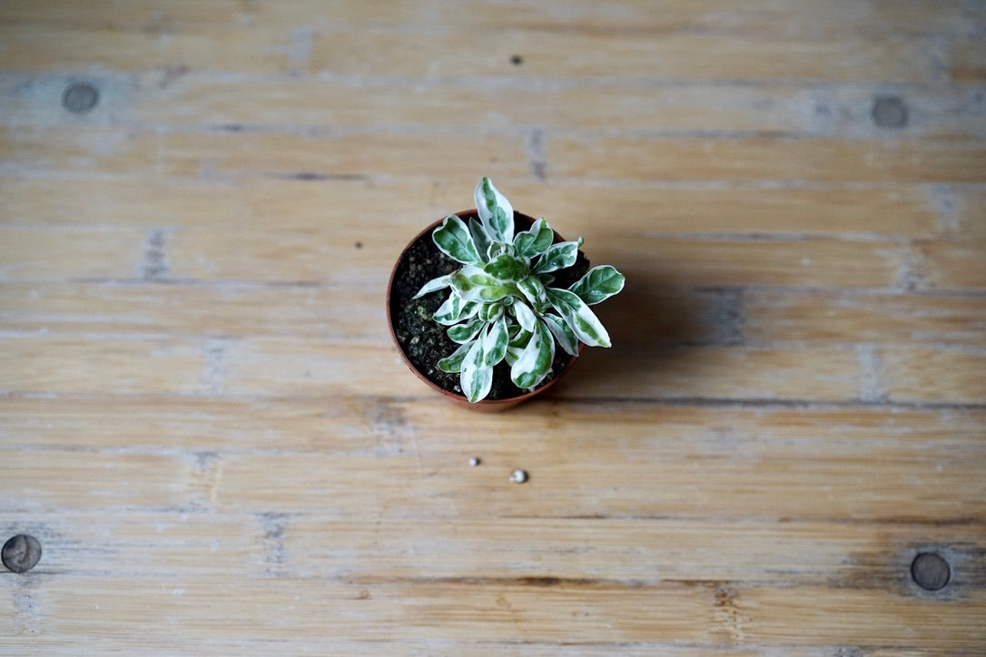 Alternanthera Ficoidea 'White Carpet' - Greenly Plant Co