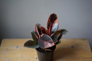 Ruby Rubber Ficus - Greenly Plant Co