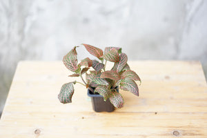 Fittonia Red - Greenly Plant Co