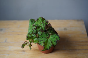 Begonia 'Smiling Tiger' - Greenly Plant Co