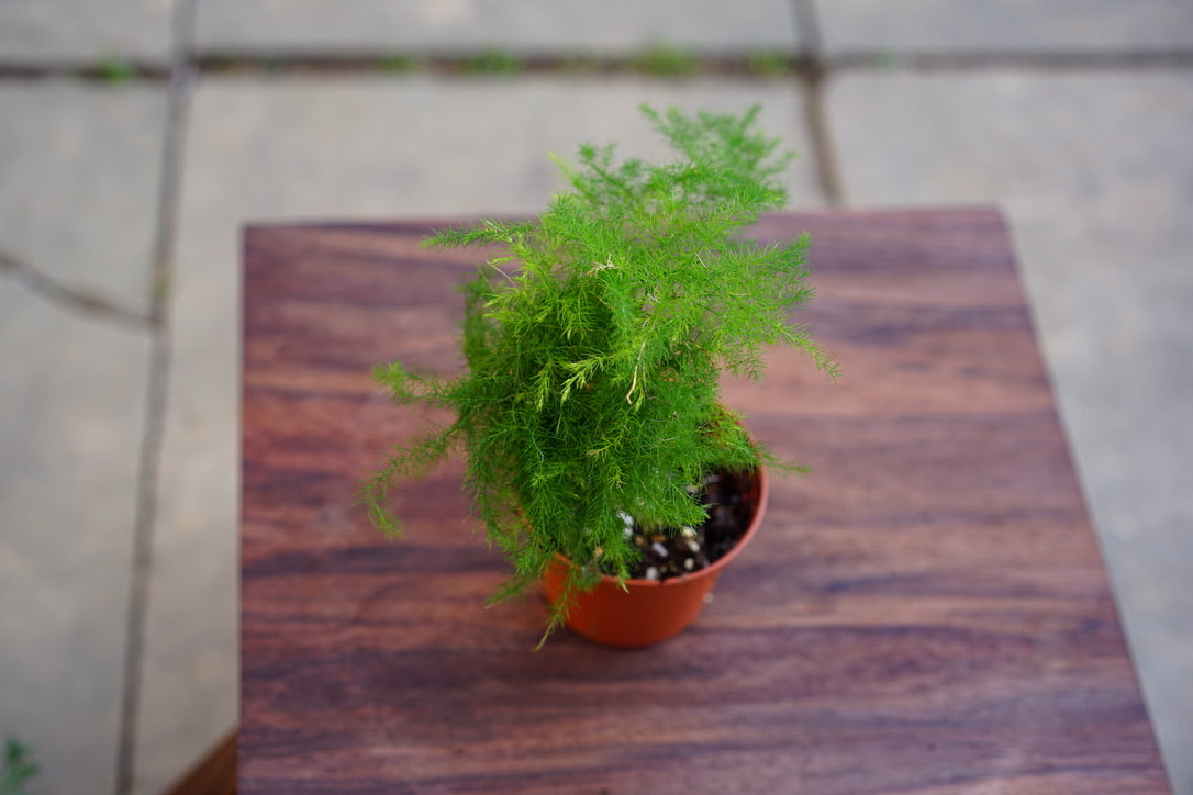 Asparagus Plumosus ‘Asparagus Fern' - Greenly Plant Co