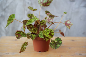Begonia 'Tiger Kitten' - Greenly Plant Co