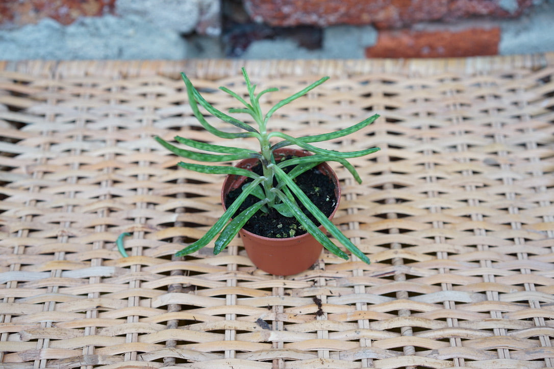 Kalanchoe Daigremontiana 'Mother of Thousands' - Greenly Plant Co