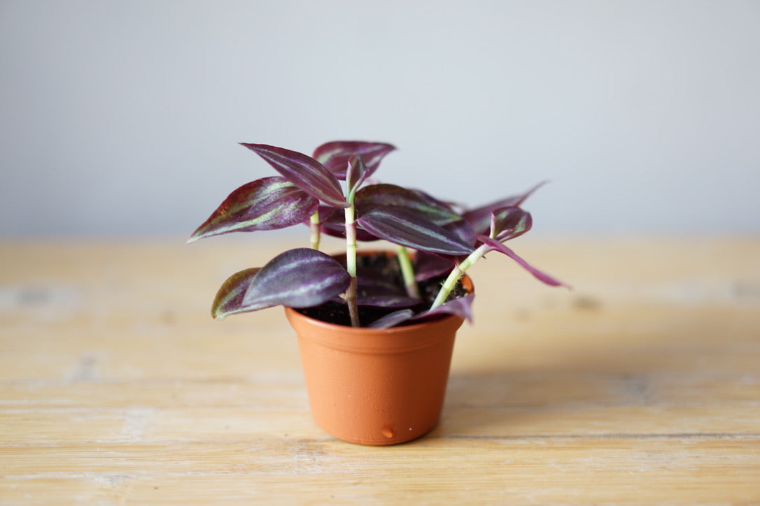 Tradescantia Purple - Greenly Plant Co