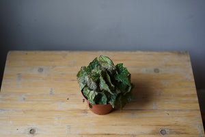 Begonia Stonewall - Greenly Plant Co