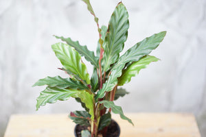 Open image in slideshow, Calathea Rufibarba - Greenly Plant Co
