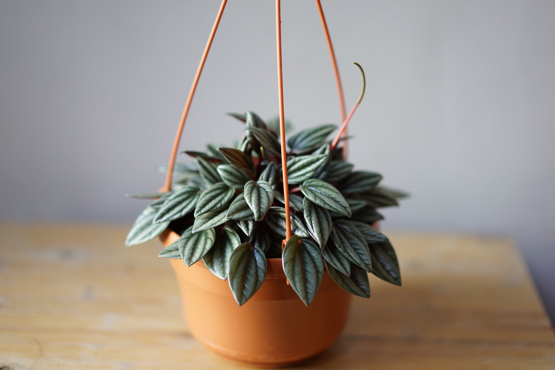 Peperomia 'Rosso' - Greenly Plant Co