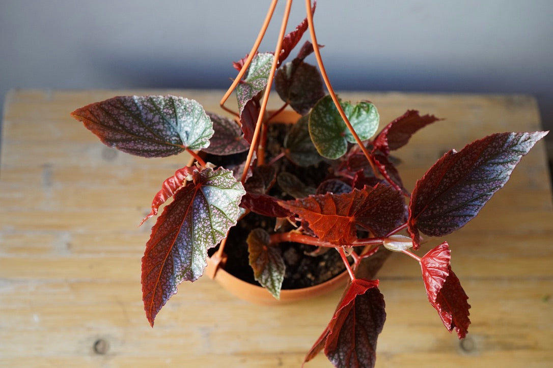Angel Wing Begonia - Greenly Plant Co