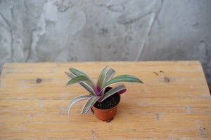 Rhoeo Spathacea Variegated 'Oyster Plant' - Greenly Plant Co