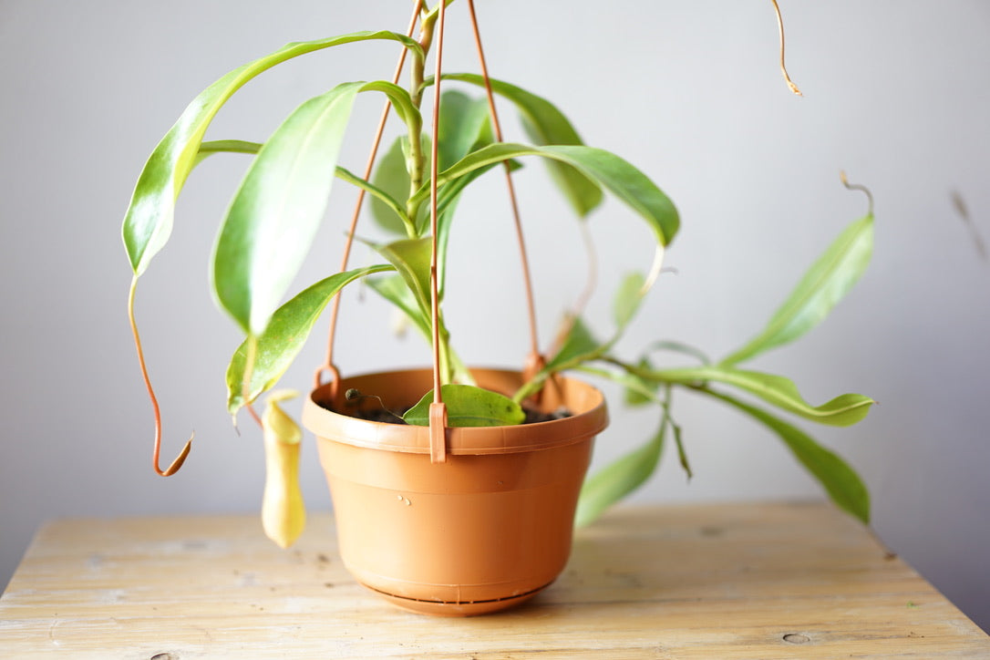 Nepenthes Alata 'Pitcher Plant' - Greenly Plant Co