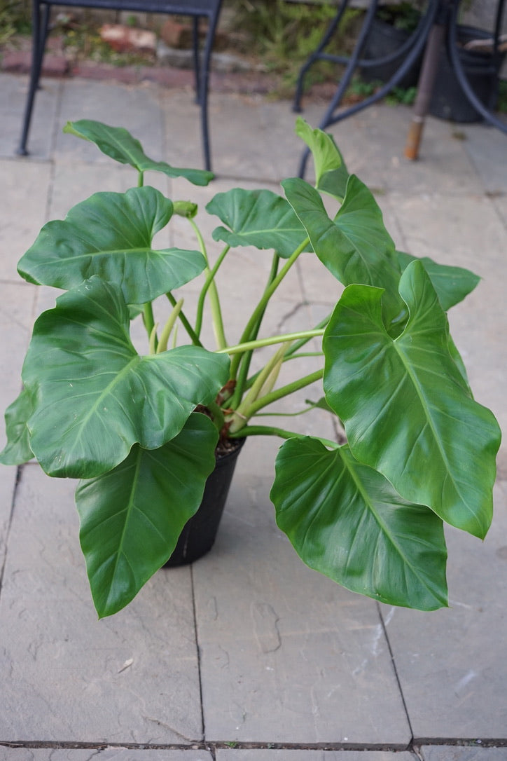 Philodendron Giganteum - Greenly Plant Co