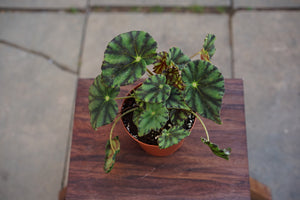 Begonia Black Lightning - Greenly Plant Co