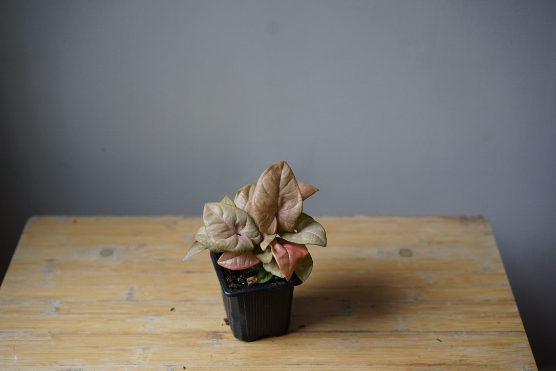 Syngonium Podophyllum Pink - Greenly Plant Co