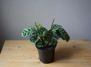 Calathea Burle Marx - Greenly Plant Co