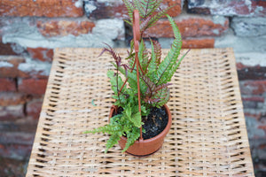 Pteris Quadrianurita 'Tricolor Fern' - Greenly Plant Co