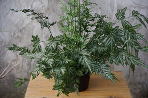 Open image in slideshow, Pteris Ensiformis &#39;Silver Lace Fern&#39; - Greenly Plant Co
