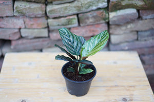 Calathea Ornata - Greenly Plant Co