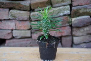 Pachypodium Lamerei 'Madagascar Palm' - Greenly Plant Co