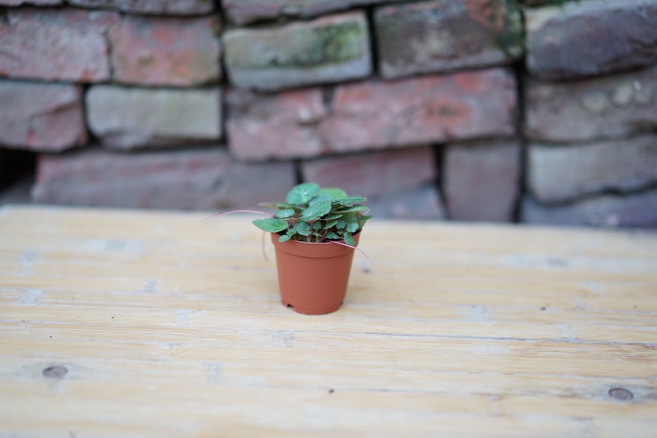 Strawberry Begonia - Greenly Plant Co
