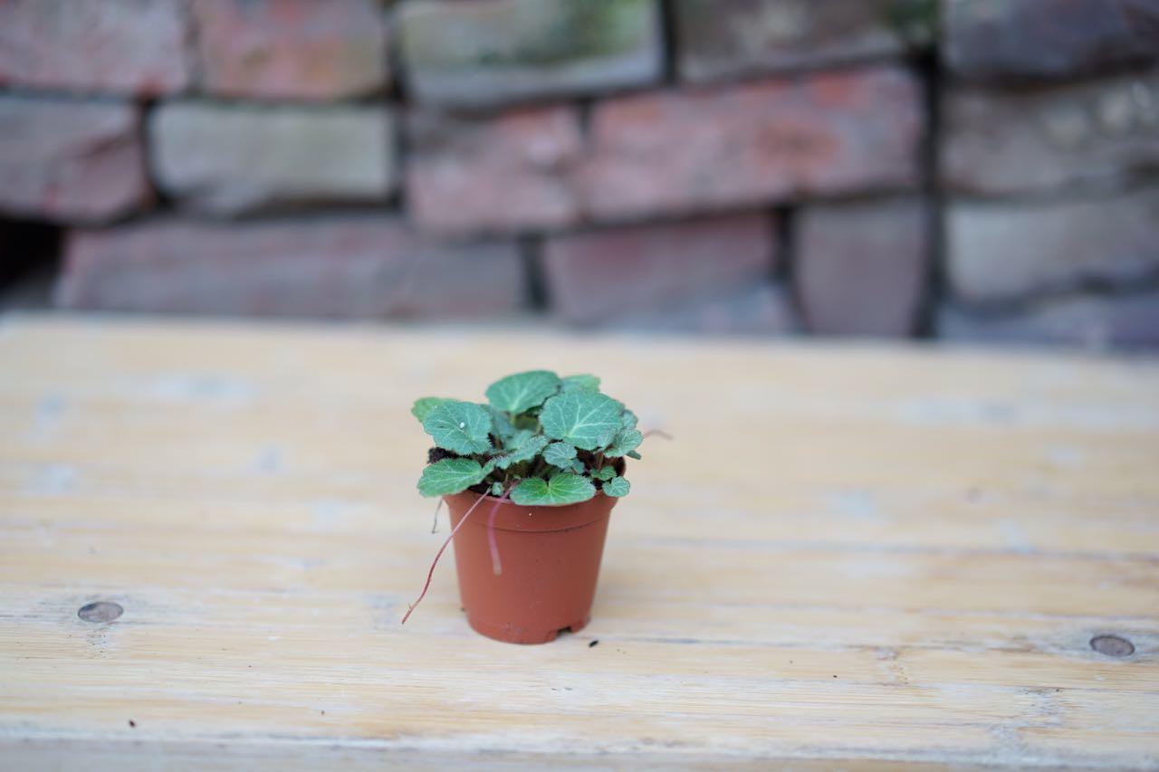 Strawberry Begonia - Greenly Plant Co