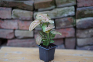 Open image in slideshow, Syngonium Podophyllum Pink - Greenly Plant Co
