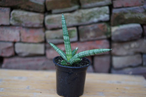 Open image in slideshow, Sansevieria Cylindrica &#39;Starfish Snake Plant&#39; - Greenly Plant Co
