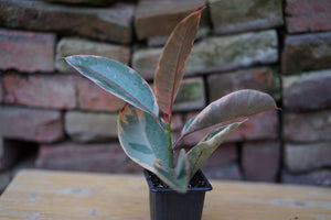 Ficus Elastica 'Ruby Rubber' - Greenly Plant Co