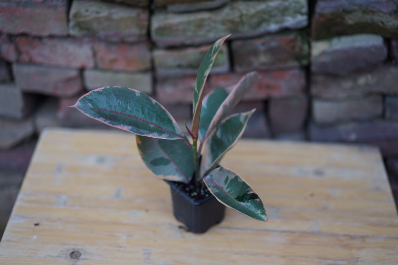 Ficus Elastica 'Ruby Rubber' - Greenly Plant Co