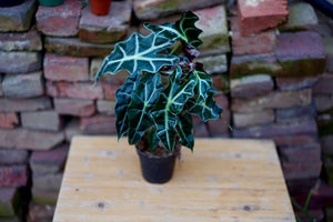 Alocasia Amazonica - Greenly Plant Co