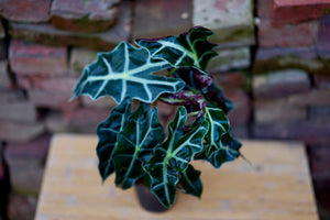 Alocasia Amazonica - Greenly Plant Co