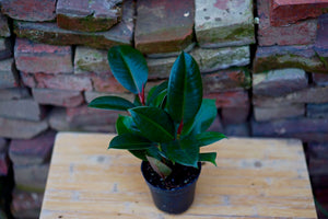 Ficus Elastica 'Rubber Green' - Greenly Plant Co
