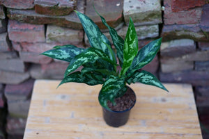 Open image in slideshow, Aglaonema Maria - Greenly Plant Co
