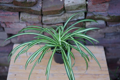4” Variegated