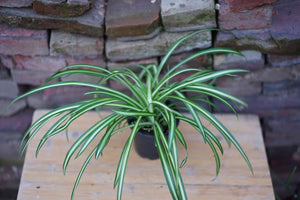 Chlorophytum comosum 'Variegated Spider Plant' - Greenly Plant Co