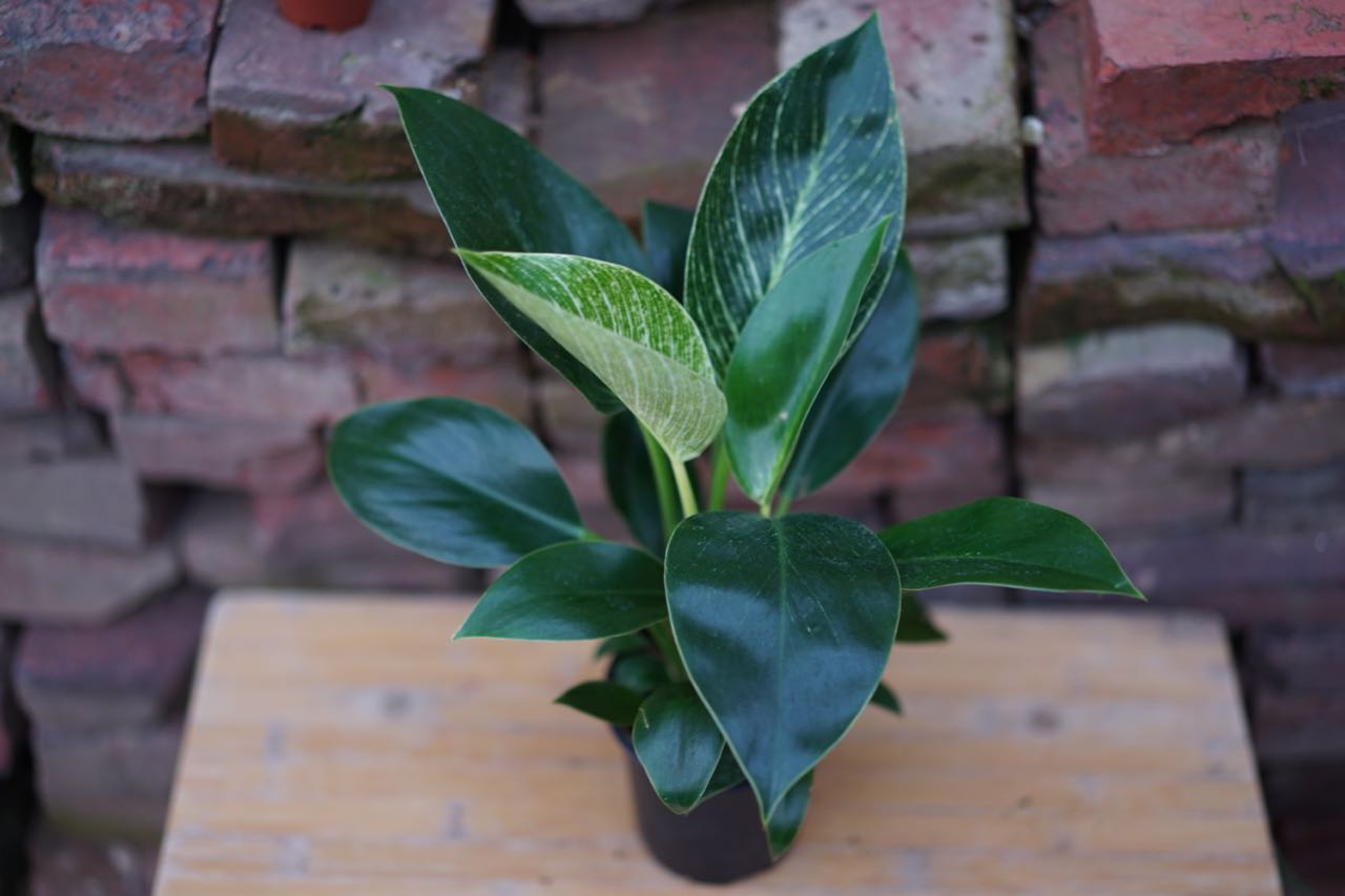 Philodendron Birken - Greenly Plant Co