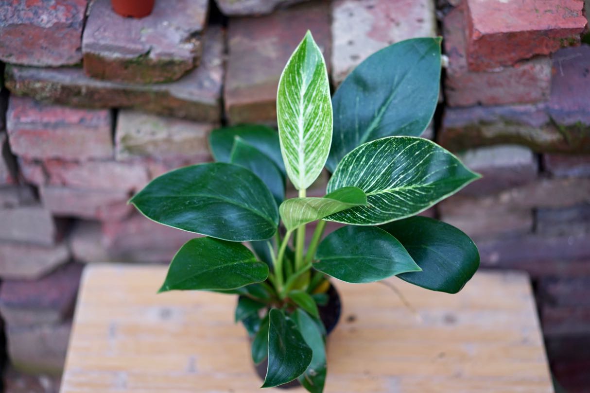 Philodendron Birken - Greenly Plant Co