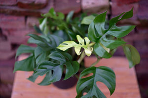 Open image in slideshow, Rhaphidophora Tetrasperma &#39;Mini Monstera&#39; - Greenly Plant Co
