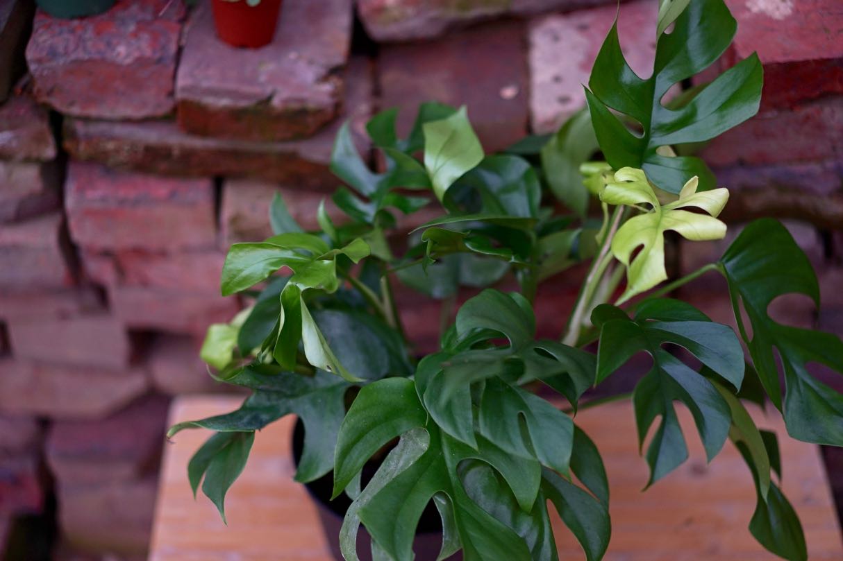 Rhaphidophora Tetrasperma 'Mini Monstera' - Greenly Plant Co