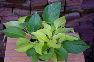 Philodendron Cordatum 'Neon Pothos' - Greenly Plant Co