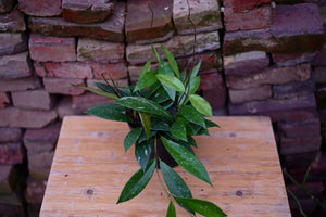 Hoya Pubicalyx - Greenly Plant Co