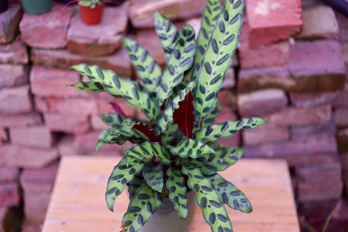 Calathea Lancifolia 'Rattlesnake Plant' - Greenly Plant Co