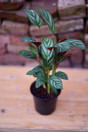 Calathea Exotica - Greenly Plant Co