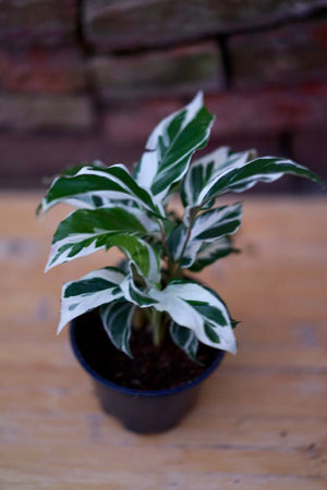 Calathea Fusion White - Greenly Plant Co