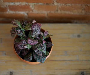 Fittonia Pink - Greenly Plant Co