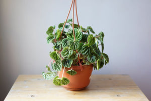 Peperomia Caperata 'Ripple Orange Crush' - Greenly Plant Co