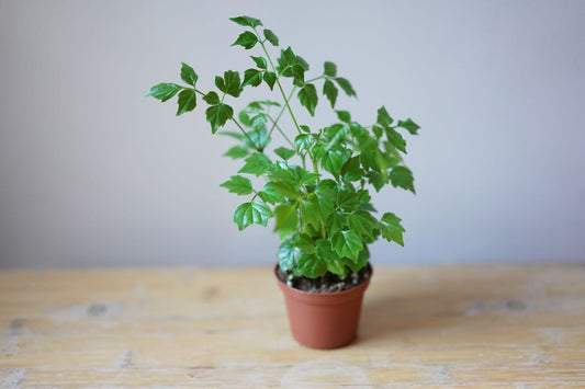 Radermachera Sinica 'Emerald Tree' - Greenly Plant Co